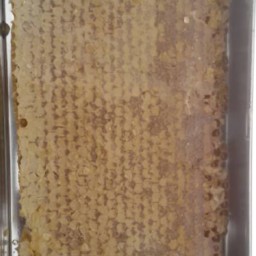 عسل با موم 1 کیلو (محصول کوهستانهای شهرستان خلخال)ارسال رایگان
