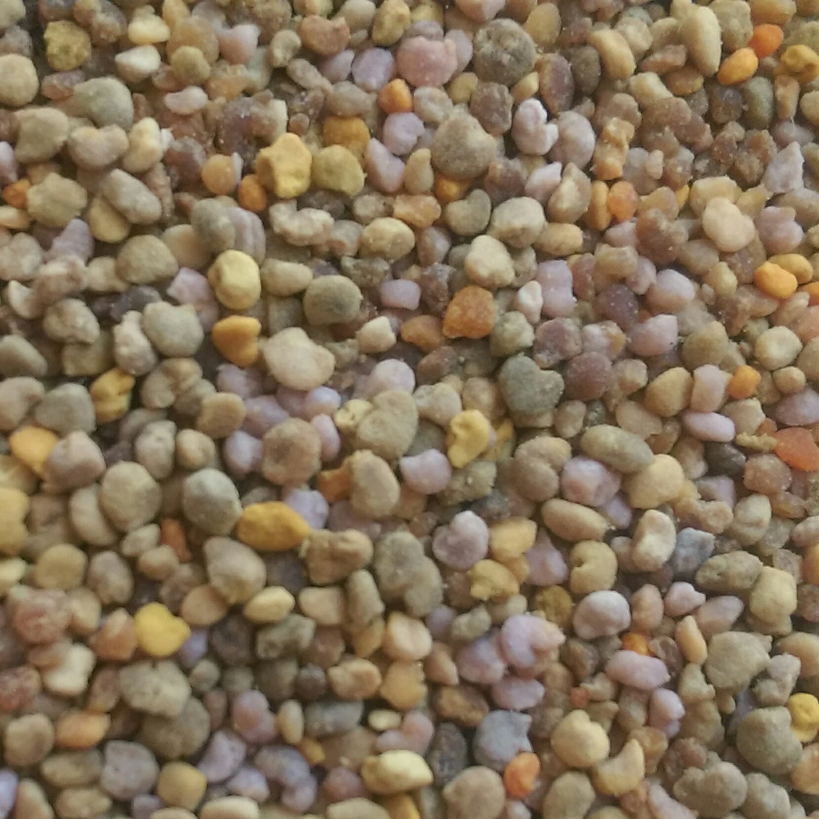 گرده گل کوهی کوردستان(500گرم)