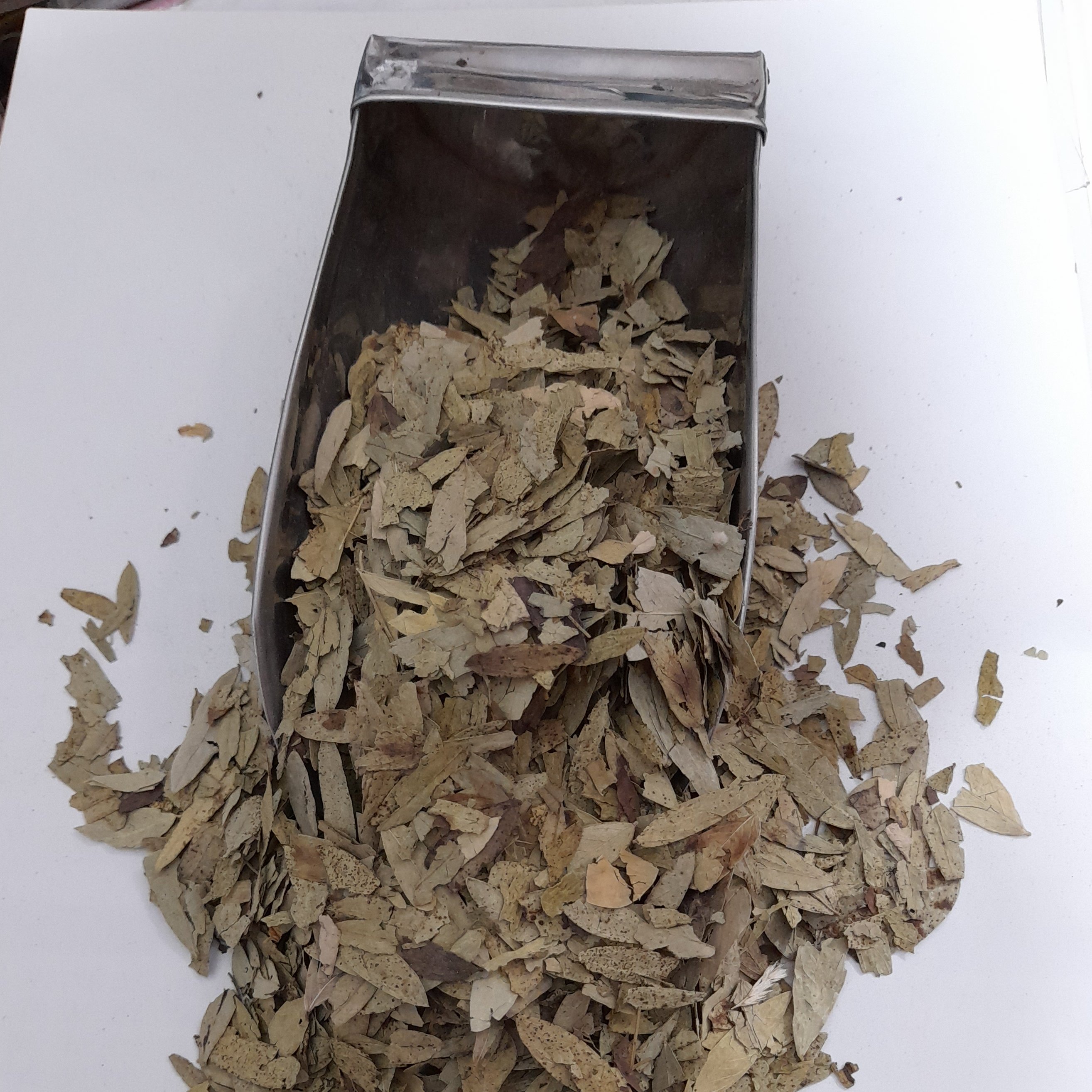 برگ سنا مکی