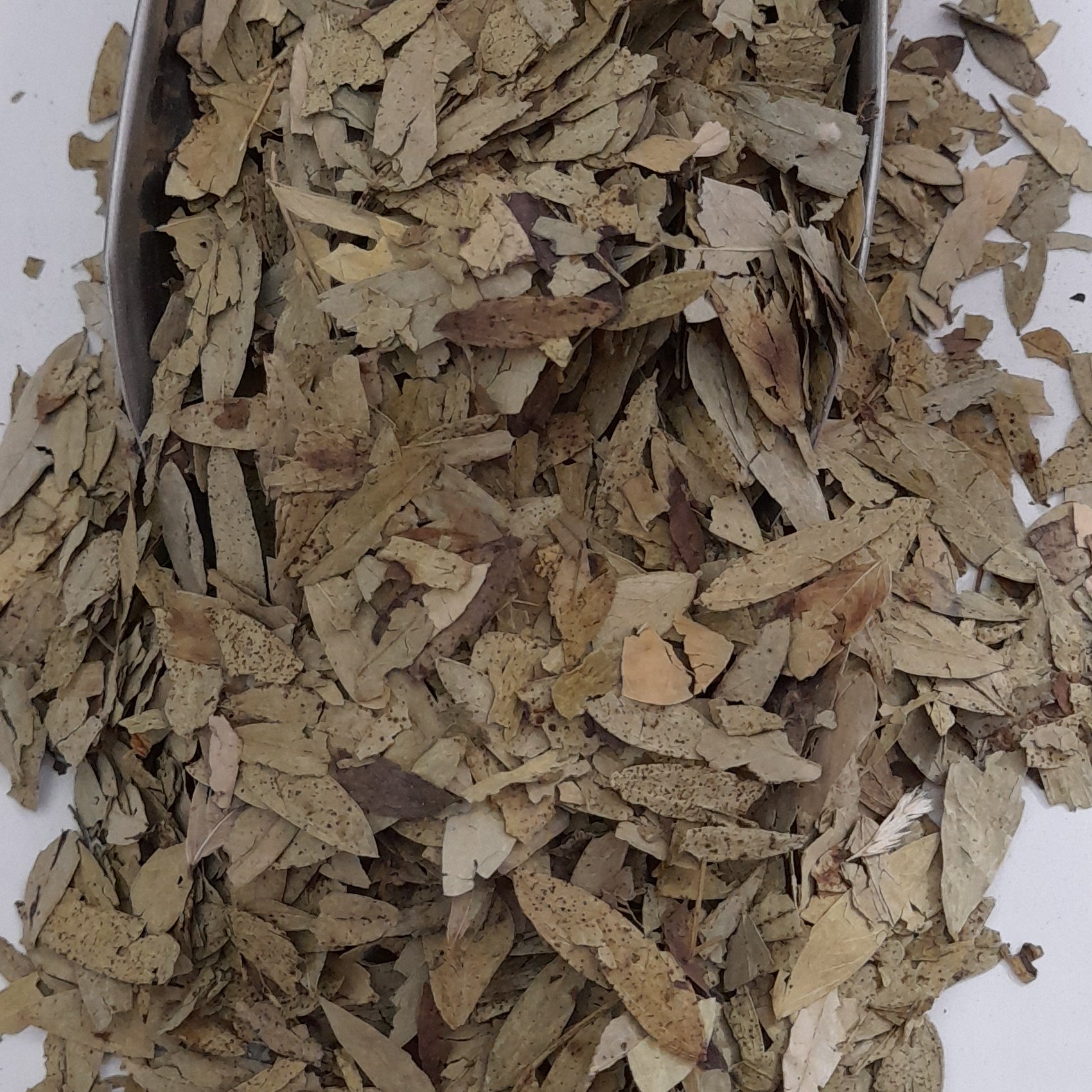 برگ سنا مکی