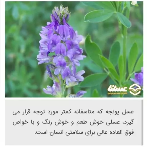 عسل یونجه.شبدر خارشتر طبیعی صددرصد  ارگانیک بدون یک گرم شکر باعطرطعم عالی  ملین عالی برا بهبود معده و خام خام زنده شده