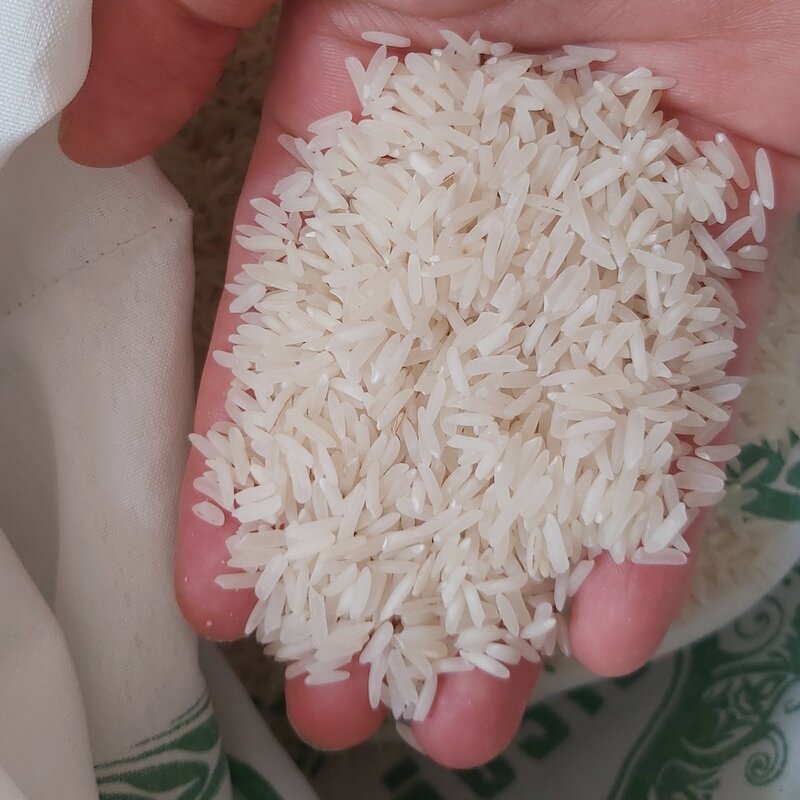 برنج ایرانی طارم استخوانی  تمام دانه برای فریدون کنار کشت اول