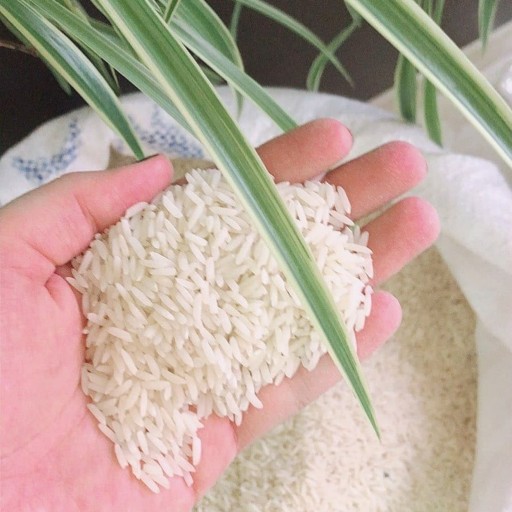 برنج هاشمی گیلان کیسه 10 کیلویی