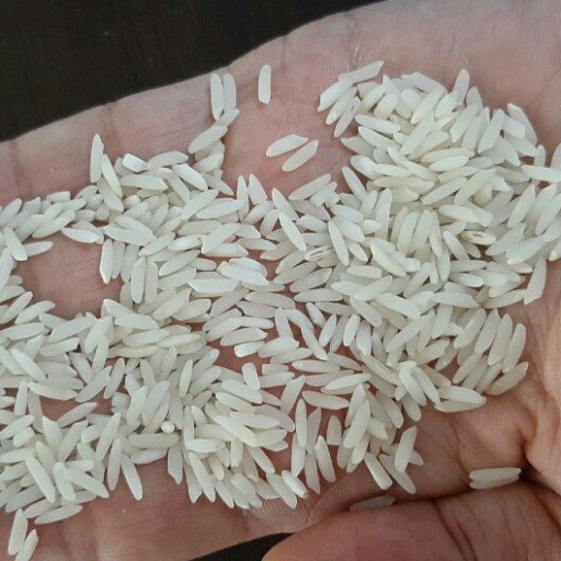 برنج طارم شمال بدون واسطه