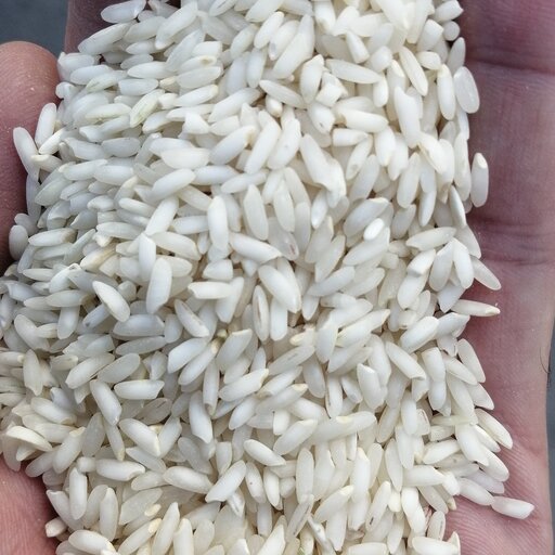 برنج عنبر بو 10 کیلو بخرید (200هزار سود ببرید) 