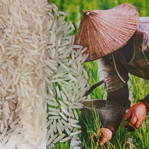 برنج پاکستانی درجه یک بهار(10کیلوگرم)