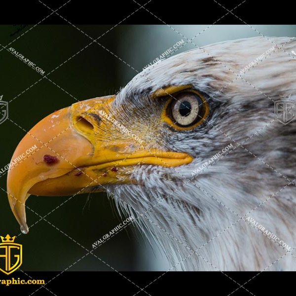 عقیق مصور به شکل سر عقاب