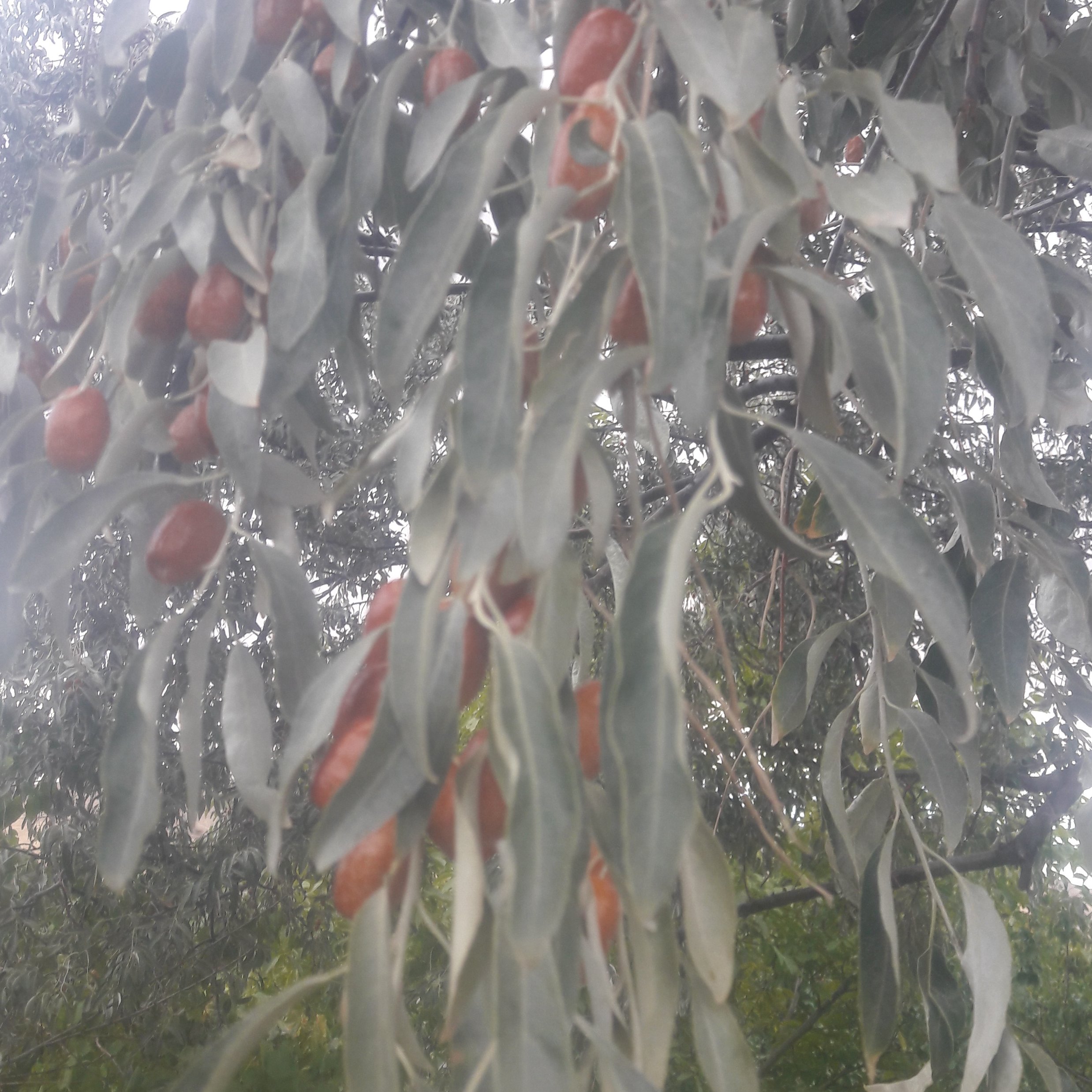 سنجد خرمایی  سیاه مخصوص 900 گرم)