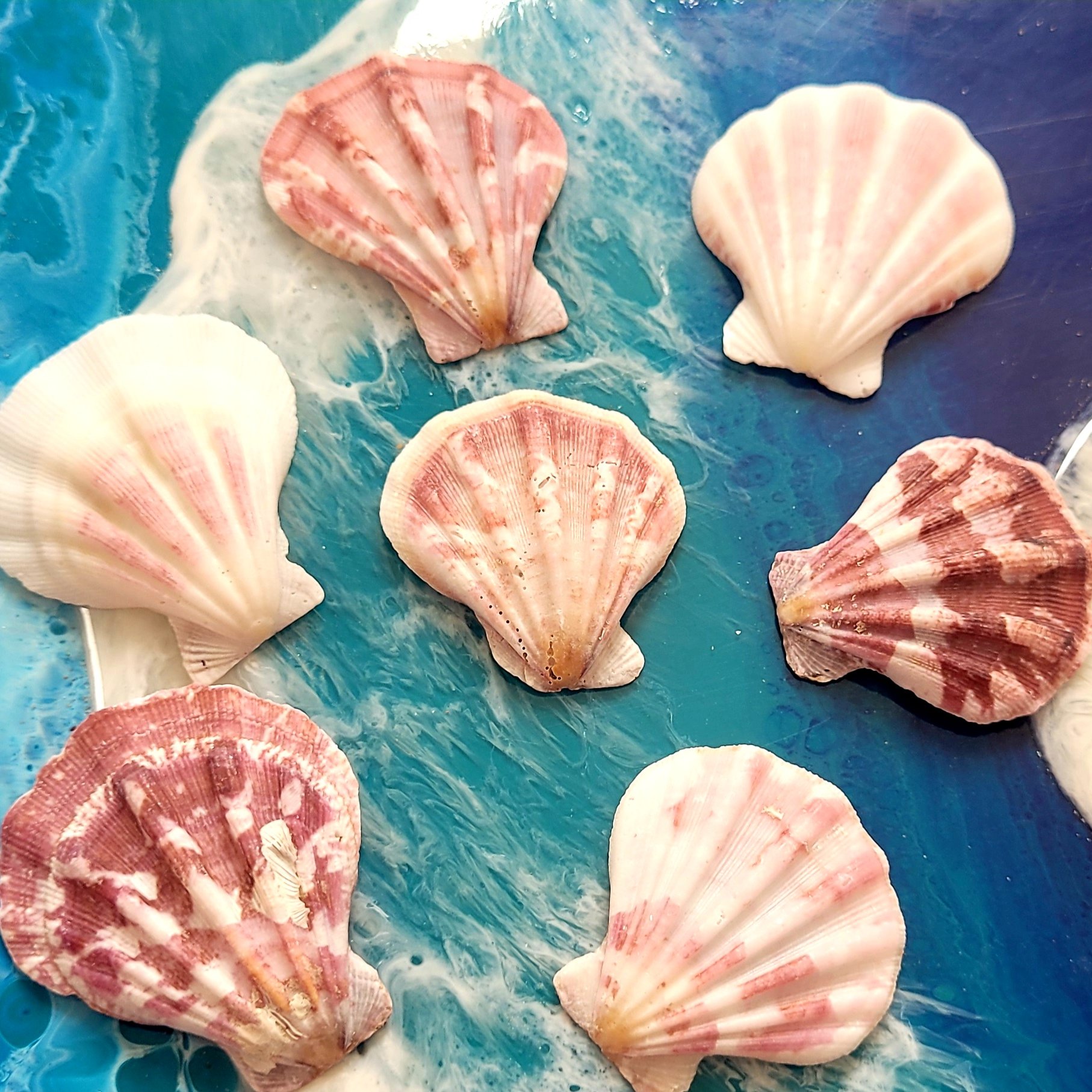 صدف پاپیونی 