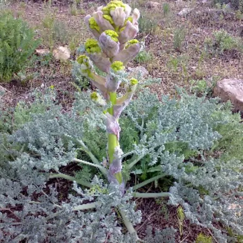 شیره باریجه(گیاه‌بالامبو)