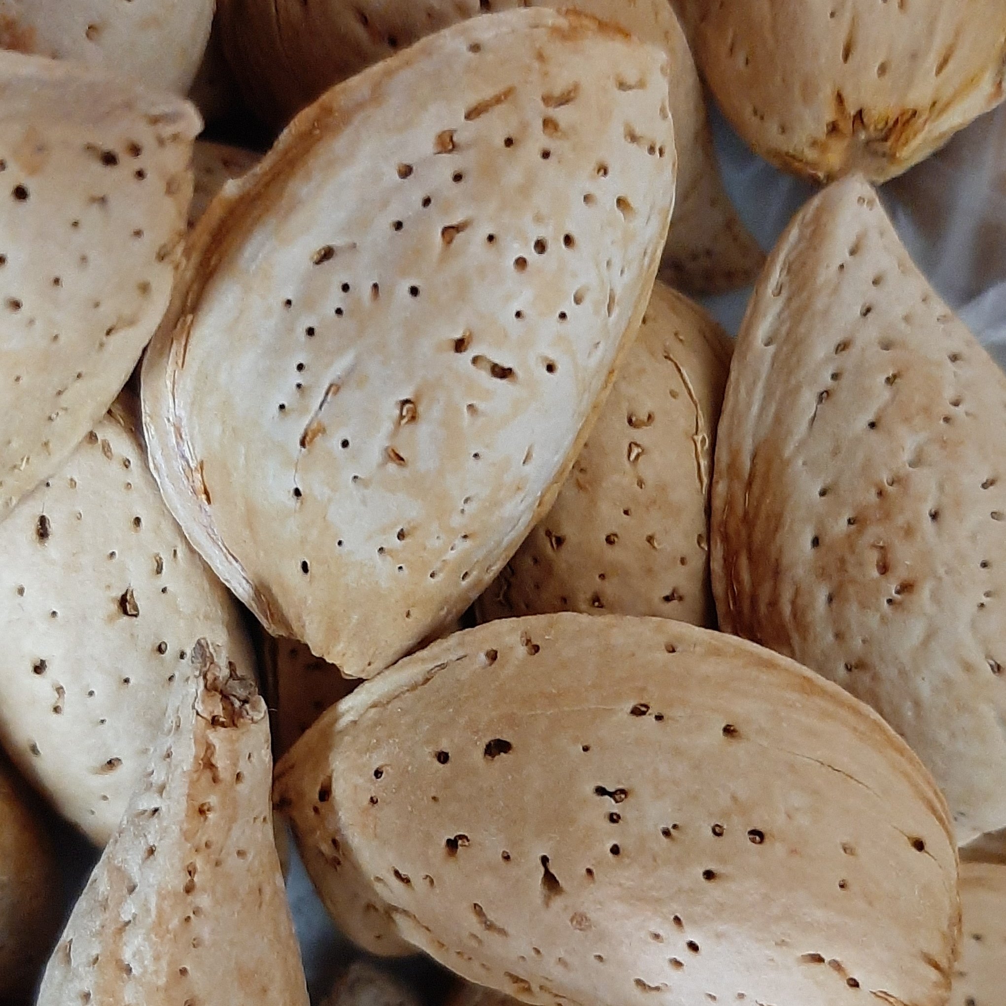 بادام سنگی دیم تازه یک کیلویی