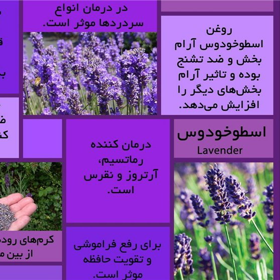 روغن اسطوخطوس