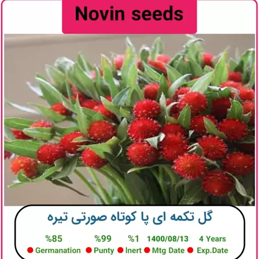 بذر گل تکمه ای پا کوتاه صورتی تیره