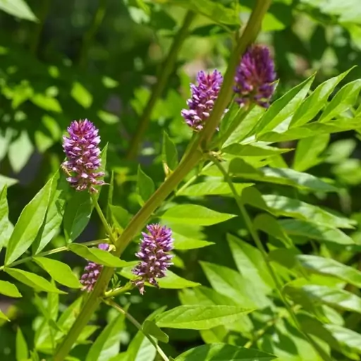 بذر شیرین بیان