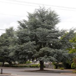 بذر درخت کاج سدروس آتلانتیکا