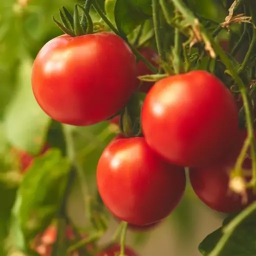 بذر گوجه فرنگی قرمز بوته ای