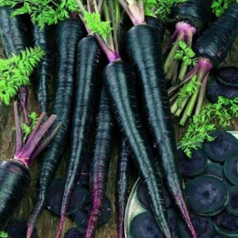 بذر هویج سیاه
