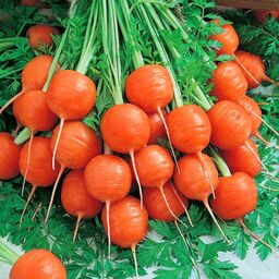 بذر هویج گرد اطلس