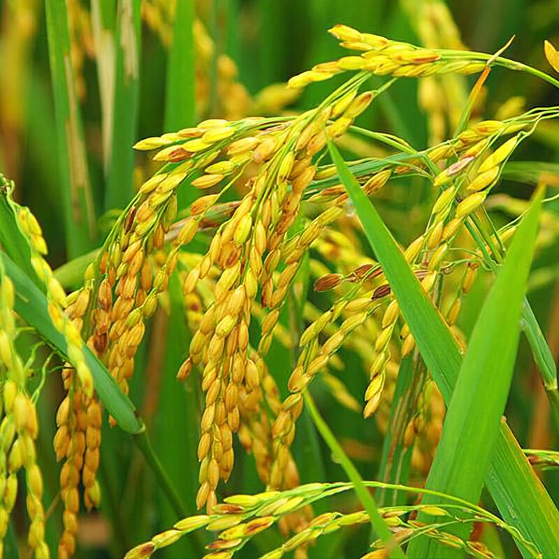 برنج کامفیروز اصل و امساله(5 کیلویی)