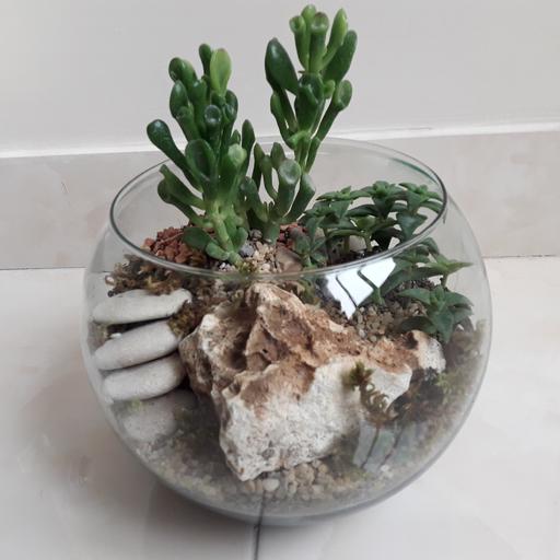 تراریوم یا باغ شیشه ای با گلهای ساکولنت طرح صخره زیبا