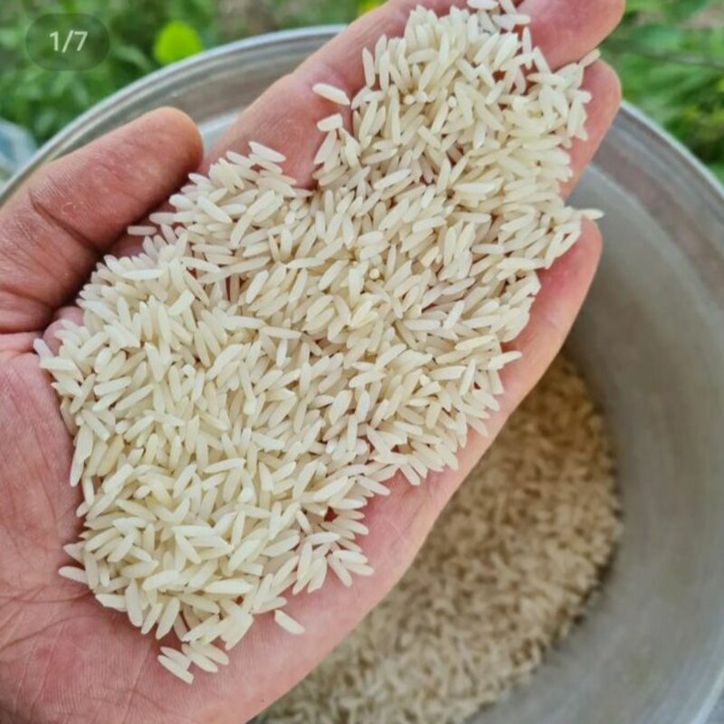 برنج شیرودی 100 کیلویی(گیلان)