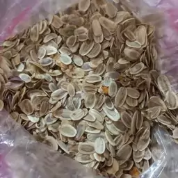 بذر آنغوزه بسته 500 گرمی 