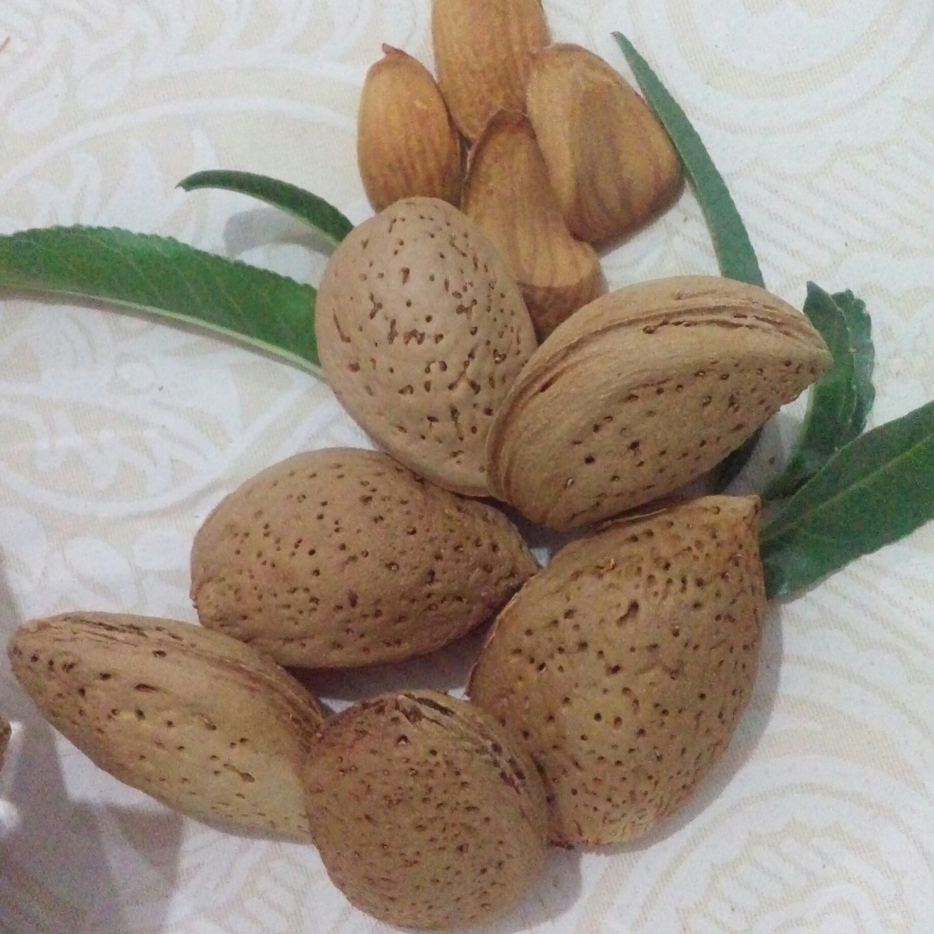 بادام سنگی امساله(بدون تلخی)20 کیلو