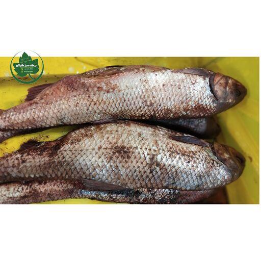 ماهی سفید شور اشپل دار تازه یک کیلویی ( 1000 گرم )
