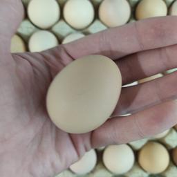 تخم مرغ رسمی محلی تازه و درشت و عالی