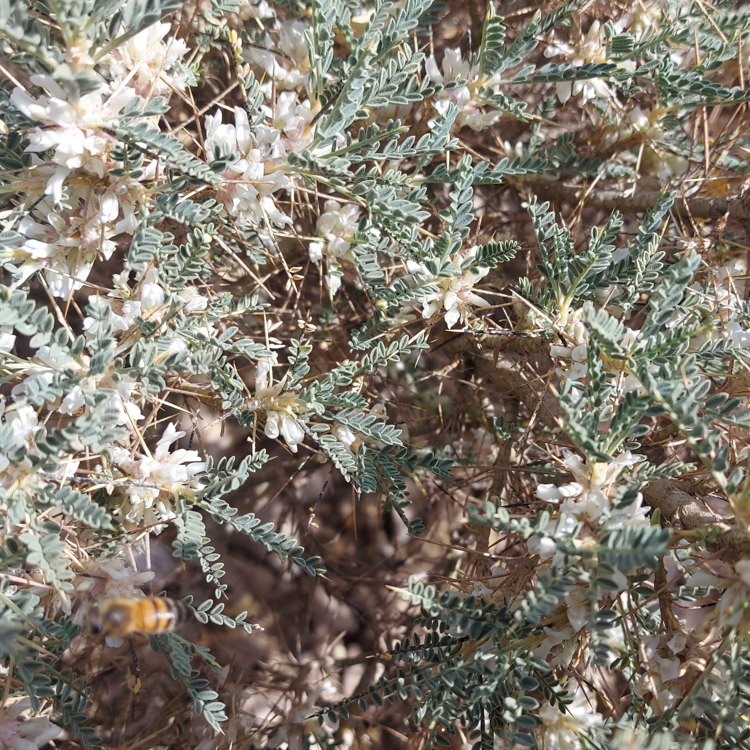 عسل گون ارگانیک کوهرنگ بختیاری 