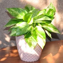 پوتوس ابلق ( Devils Ivy ، Pothos)