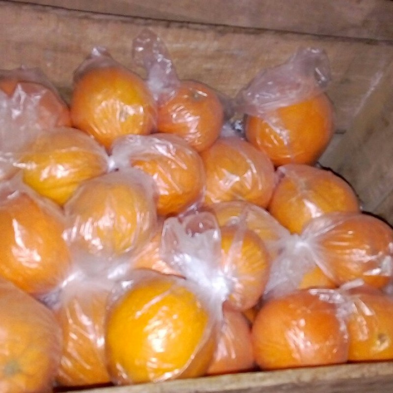پرتقال تامسون شمال با بسته بندی ده کیلویی