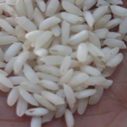 برنج عنبربو محسنی
