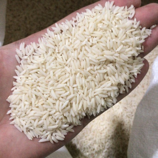 برنج هاشمی محلی تالش صددرصد خالص (10 کیلوگرمی)