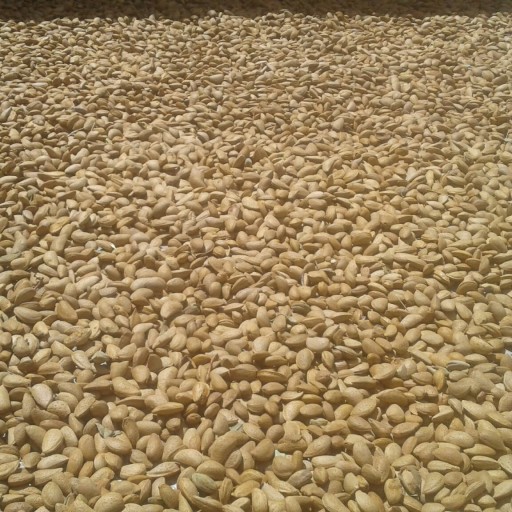 بادام سنگی 1 کیلویی امسالی (تضمین کیفیت)