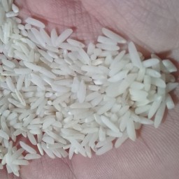 برنج طارم محلی فریدون کنار تالاب بین المللی ازباران