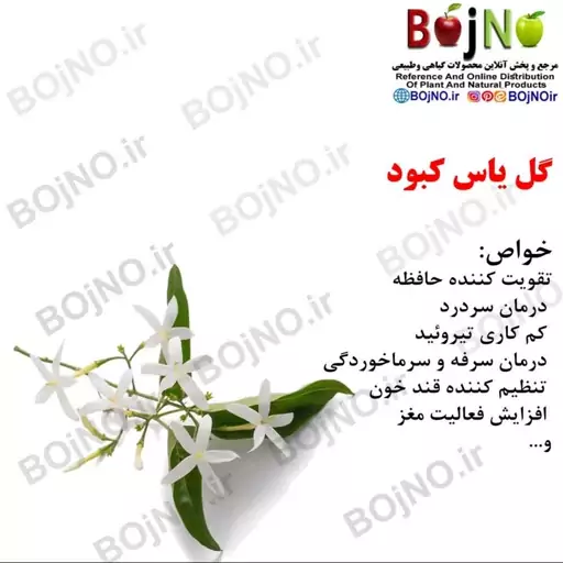 گل یاس کبود (بسته 50گرمی)