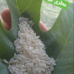 برنج طارم شمال، خالص وتضمین کیفیت