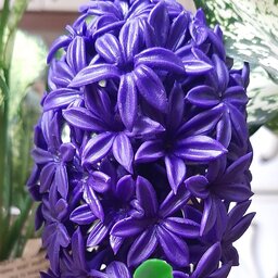 گلدان گل سنبل. ساخته شده ازخمیرچینی باکیفیت و دوام بسیار بالا.قابل سفارش در رنگهای دلخواهتون