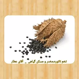 تخم تاتوره یا داتوره مسکن و معالج افیون سم زدا و آسم (150 گرم) آقای عطار