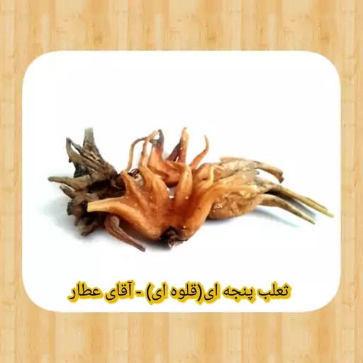 ثعلب پنجه ای قلوه ای تقویت اعصاب و نیروی آقایان(20 گرم) آقای عطار