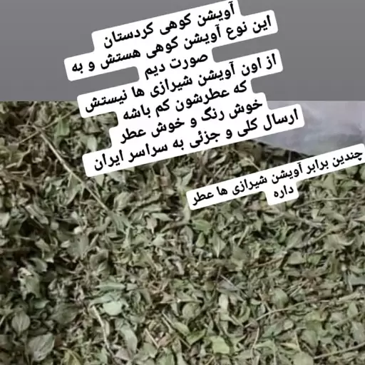 آویشن خوردو کوهی اعلا کردستان چیده شده از کوه های کردستان در سال 1401