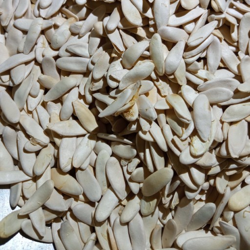 بذر خیار چنبر درجه 1 تولید 1402بسته 250 گرمی
