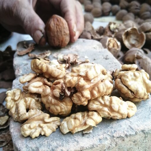 گردوی تویسرکان 5000 گرمی ارسال رایگان 