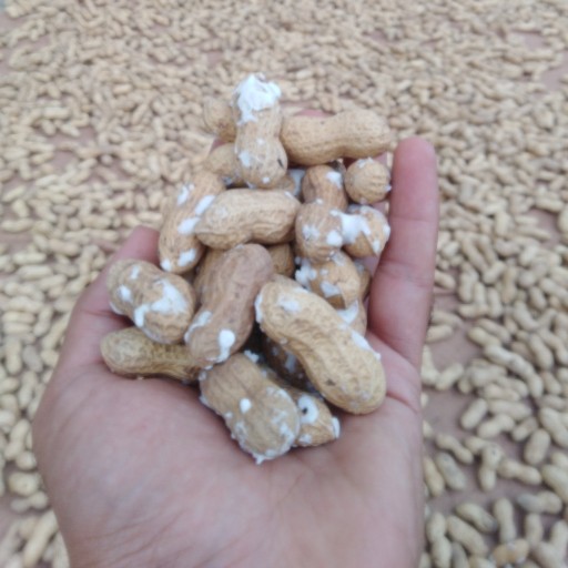 بادام زمینی با پوست محصول تازه 1400 (1 کیلویی)