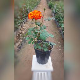 گل رز هلندی نارنجی با ارتفاع 35-40 سانتی متر