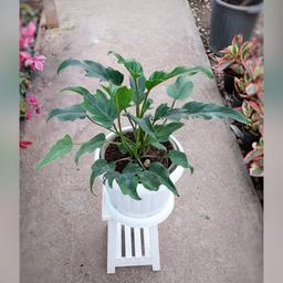 گیاه فیلودندرون زانادو با گلدان پلاستیکی