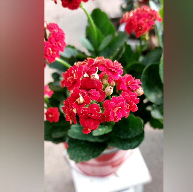 هدیه یلدایی گل کالانکوئه به همراه گلدان فلزی بسیار زیبا و با کیفیت 