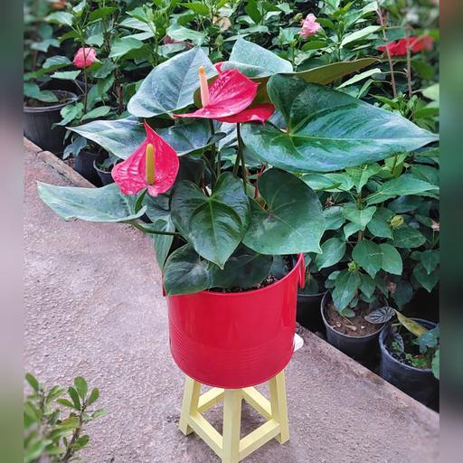 گل و گیاه آپارتمانی آنتریوم همراه با گلدان فلزی یک هدیه خاص برای شب یلدا