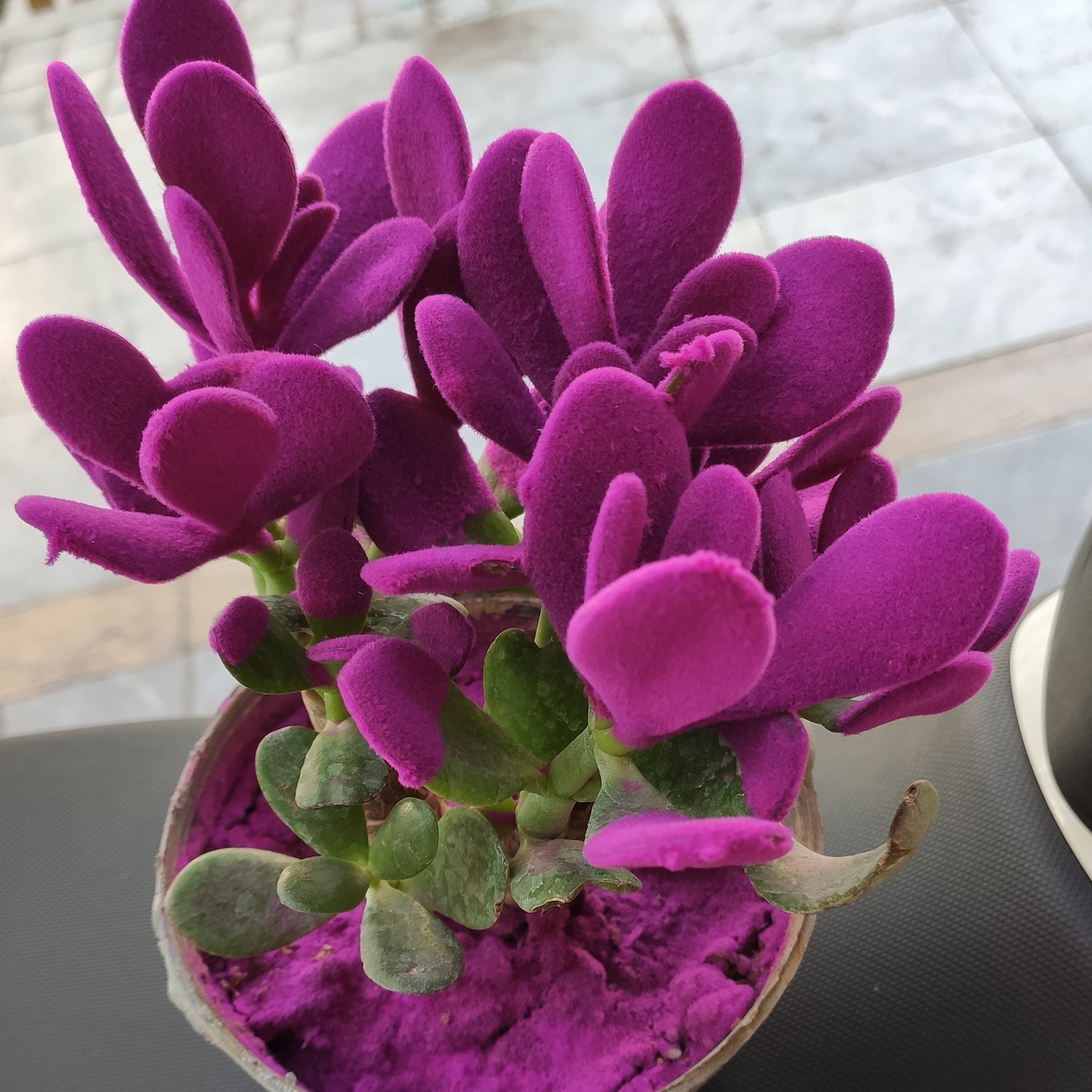 گلدان ساکولنت رنگی